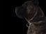 Dogo canario Chino