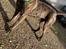 Dogo canario Chino