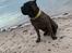 Dogo canario Chino