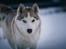 Siberian husky Mesmocan Red Sixteen (Luna) 