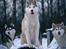 Siberian husky Mesmocan Red Sixteen (Luna) 