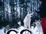Siberian husky Mesmocan Red Sixteen (Luna) 