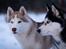 Siberian husky Mesmocan Red Sixteen (Luna) 
