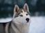 Siberian husky Mesmocan Red Sixteen (Luna) 
