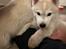 Siberian husky Phoenix (Special Effect Friendly Ghost)