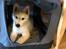 Siberian husky Phoenix (Special Effect Friendly Ghost)