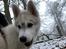 Siberian husky Phoenix (Special Effect Friendly Ghost)