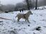 Siberian husky Phoenix (Special Effect Friendly Ghost)