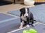 Whippet Selma - 4 uger gammel