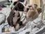 Whippet Selma - 5 uger gammel