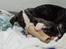 Whippet Selma - 5 uger gammel