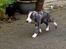 Whippet Selma - 7 uger gammel