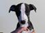 Whippet Selma - 7 uger gammel
