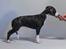 Whippet Selma - uger gammel