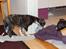 Whippet Selma - 8 uger gammel