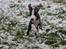 Whippet Selma - 8 uger gammel