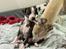 Whippet Selma - 5 uger gammel