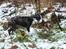 Whippet Selma - 8 uger gammel