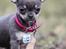 Chihuahua CH. Hello World Clicker Trained Raptor