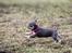 Chihuahua CH. Hello World Clicker Trained Raptor
