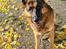 Schæferhund Nanne aka Nano