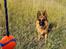 Schæferhund Nanne aka Nano
