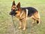 Schæferhund Nanne aka Nano