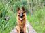 Schæferhund Nanne aka Nano