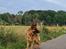 Schæferhund Nanne aka Nano