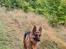 Schæferhund Nanne aka Nano
