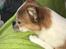 Chihuahua Mr. Piggy R.I.P