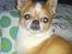 Chihuahua Mr. Piggy R.I.P