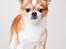 Chihuahua Mr. Piggy R.I.P