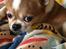 Chihuahua Mr. Piggy R.I.P