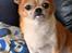 Chihuahua Mr. Piggy R.I.P - Mig jeg har da ikke spist noget 
