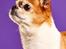 Chihuahua Mr. Piggy R.I.P