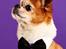 Chihuahua Mr. Piggy R.I.P