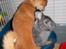 Chihuahua Mr. Piggy R.I.P