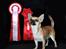Chihuahua Hello World Duck Quacks Don't Echo