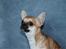 Chihuahua Hello World Duck Quacks Don't Echo