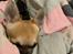 Chihuahua Hello World Duck Quacks Don't Echo
