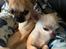 Chihuahua Hello World Duck Quacks Don't Echo