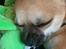 Chihuahua Hello World Duck Quacks Don't Echo