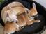 Chihuahua Hello World Duck Quacks Don't Echo