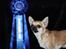 Chihuahua Hello World Duck Quacks Don't Echo