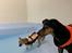 Chihuahua Hello World Duck Quacks Don't Echo