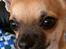 Chihuahua Hello World Duck Quacks Don't Echo