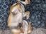 Chihuahua Hello World Duck Quacks Don't Echo