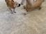 Chihuahua Hello World Duck Quacks Don't Echo