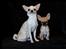 Chihuahua Hello World Duck Quacks Don't Echo